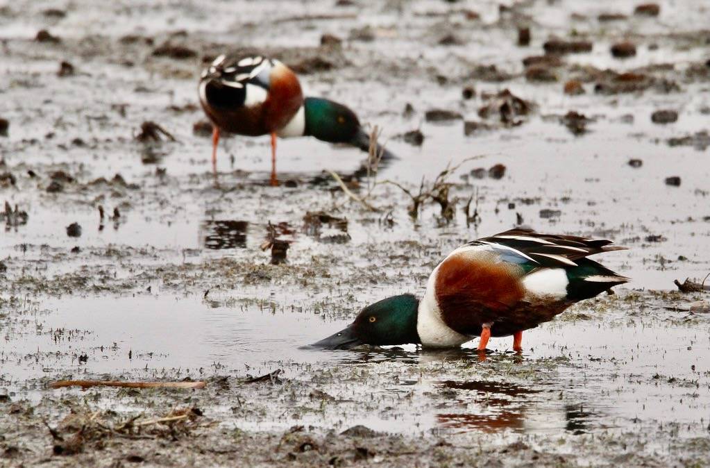 Northern Shovelers Huron Wetland Management District South Dakota by USFWS Mountain Prairie is marked with Public Domain Mark 1.0.